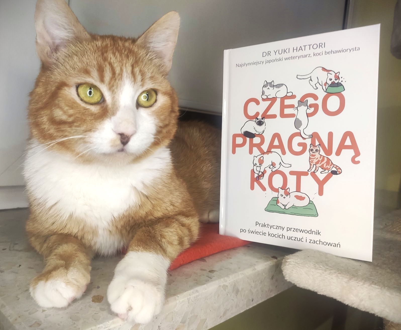 czego pragna koty