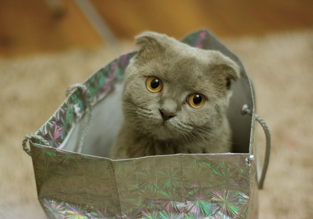 kot szkocki zwisłouchy