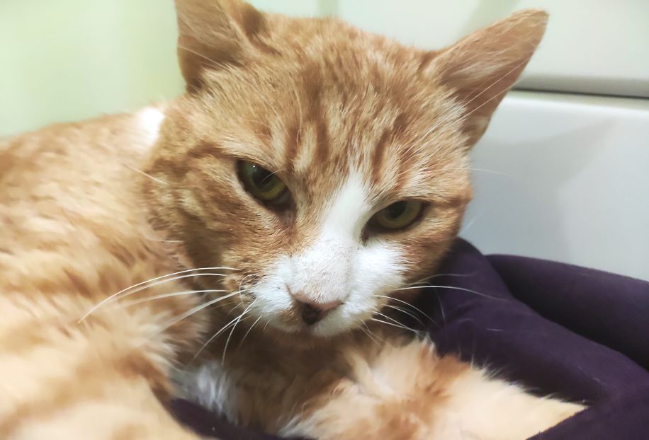 kiedy do weterynarza