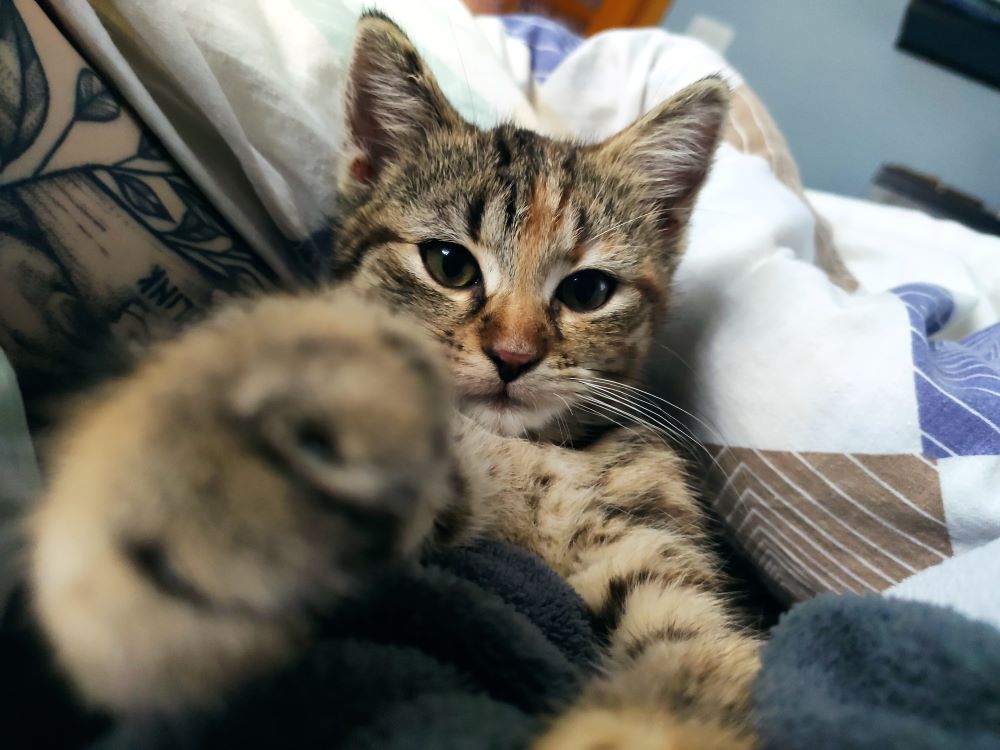 książka firlej-oliwa