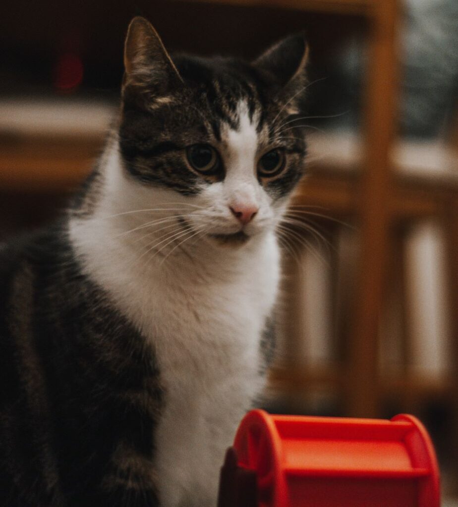 kot nie chce się bawić