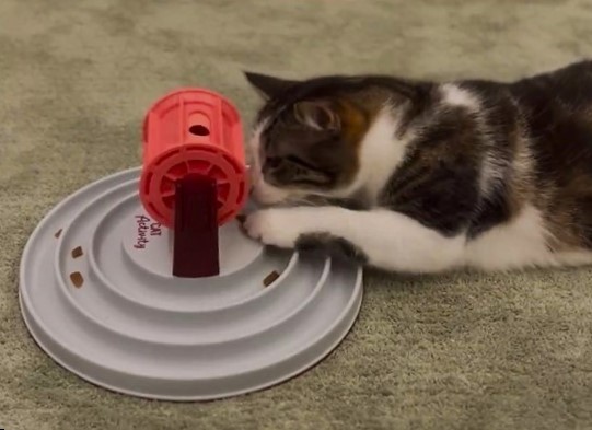 kot interaktywna zabawka