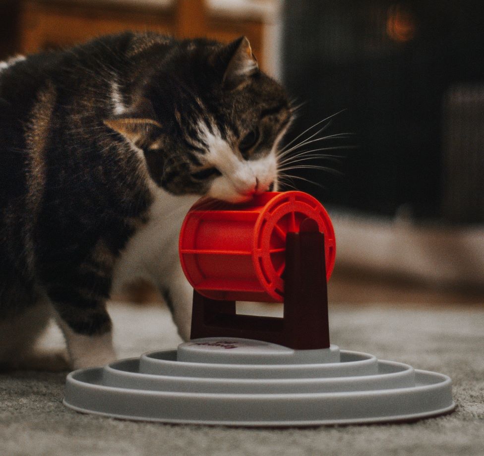 zabawki interaktywne dla kota