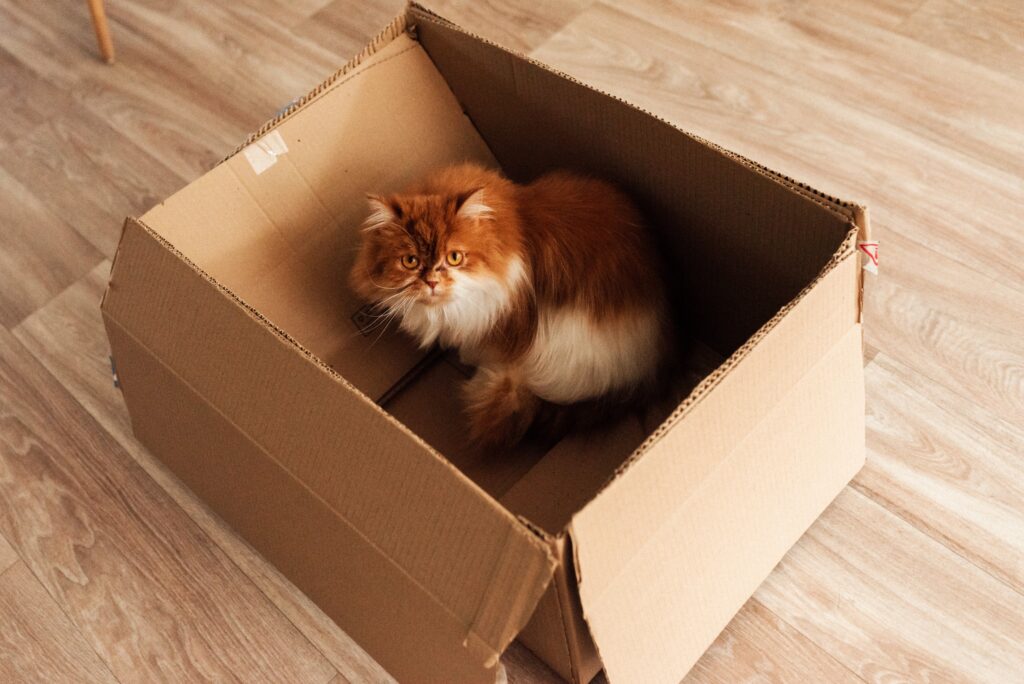 Jak ograniczyć koci stres przy przeprowadzce?