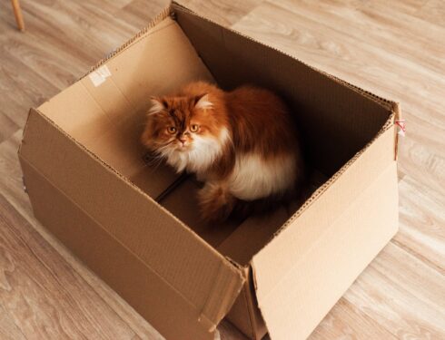 kot przeprowadzka